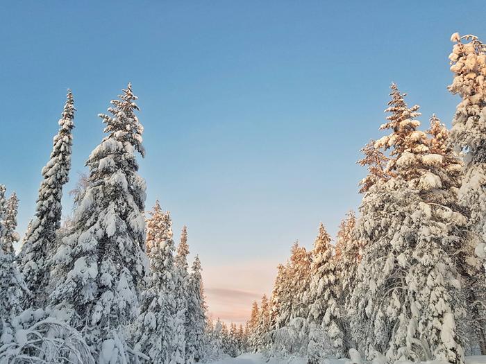 Painava tykkylumikuorma Lapin puissa voi altistaa puiden taipumiselle sähkölinjojen päälle